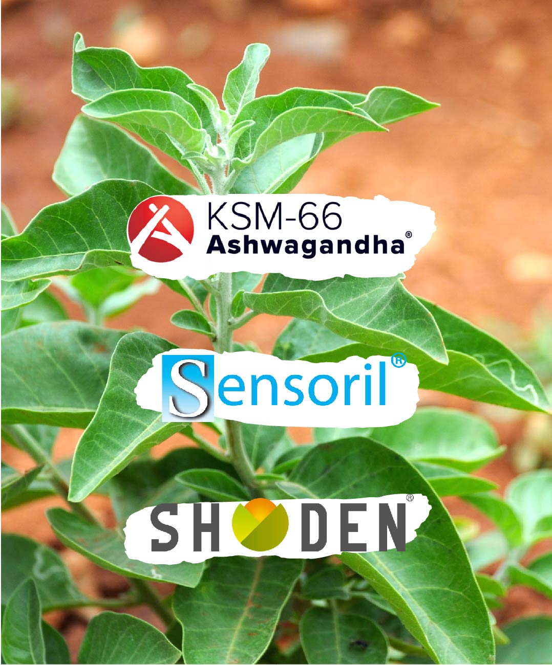 About Ashwagandha... and the differences between KSM-66®, Sensoril®, and Shoden® Ashwagandha extracts. - Strom Sports New Zealand