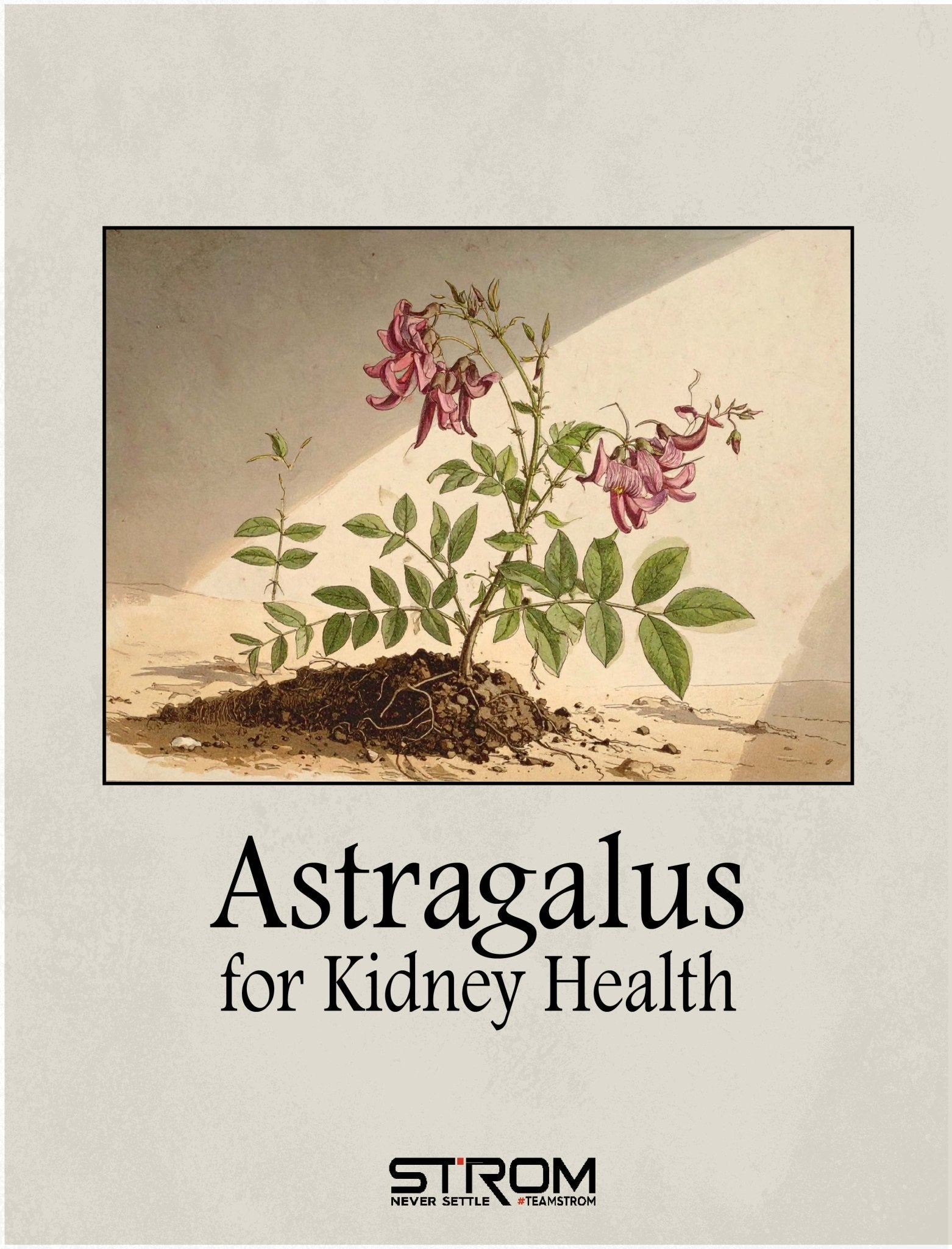 Astragalus for Kidney Health - What the Science Says - Strom Sports New Zealand