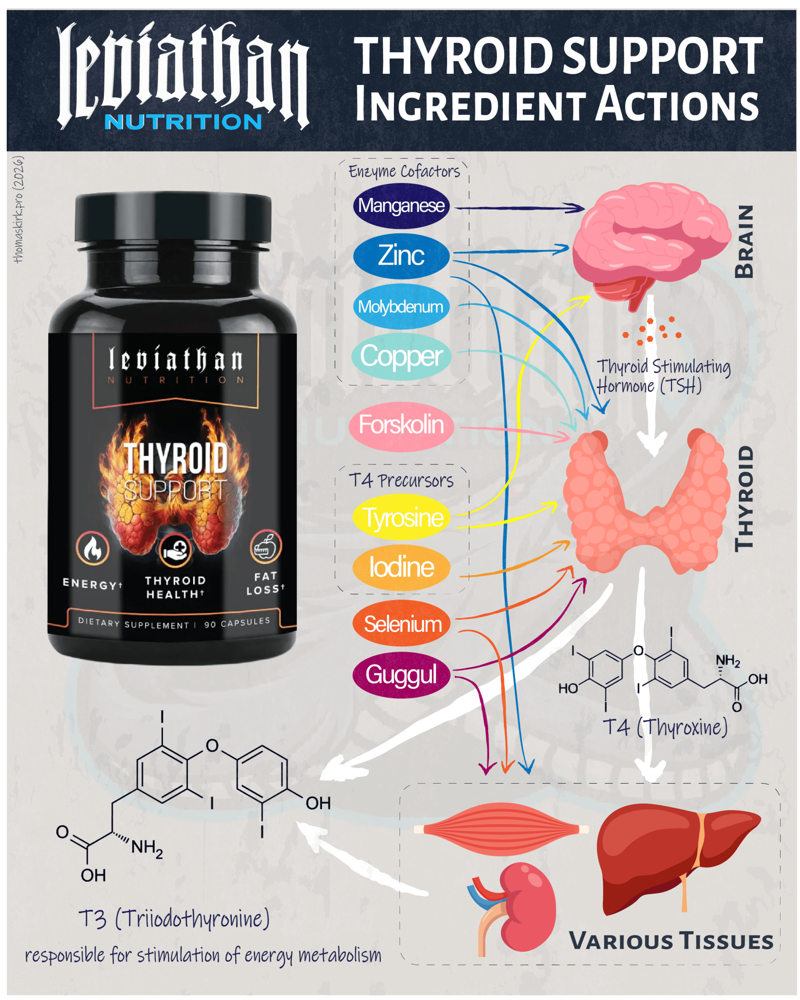 Thyroid Support // Thyroid and Fat Loss Support - Fat Burner - Strom Sports New Zealand