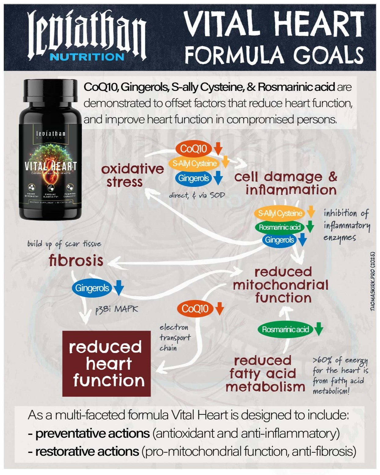 Vital Heart // Cardiovascular Health - Strom Sports New Zealand