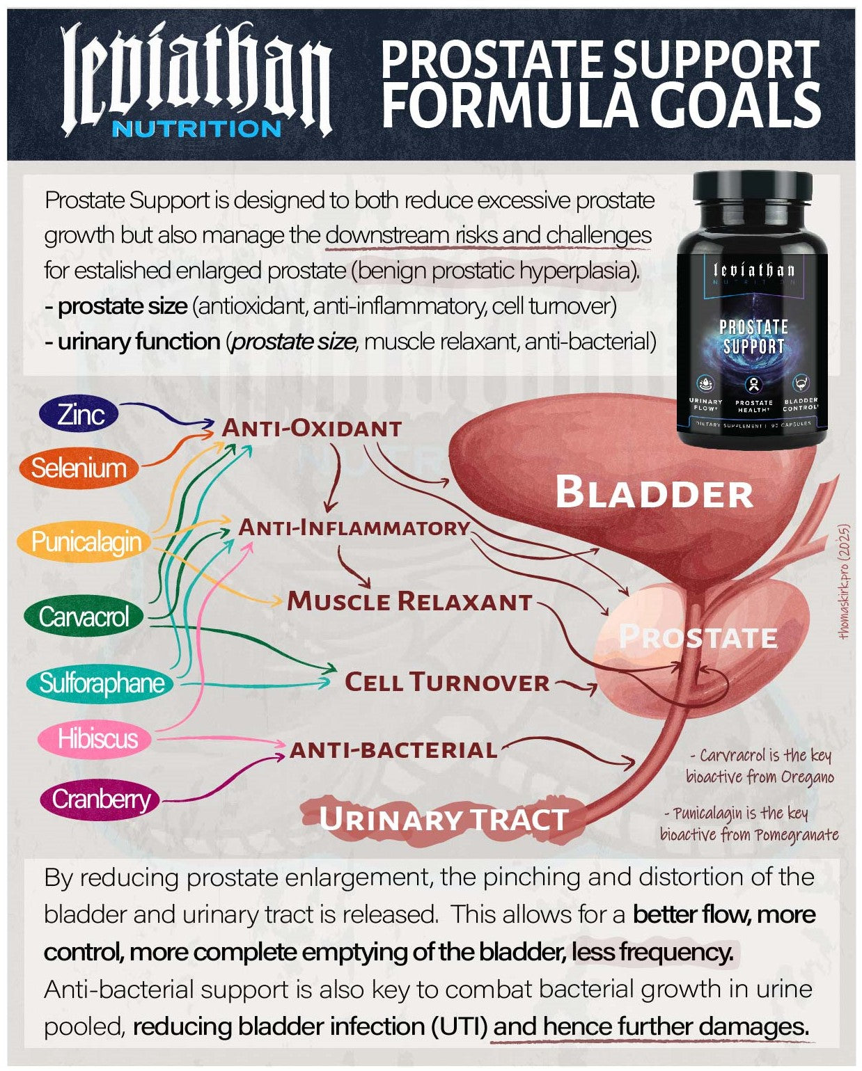 Advertisement for Leviathan Nutrition Prostate Support Formula with diagram and product image | Strom Sports NZ