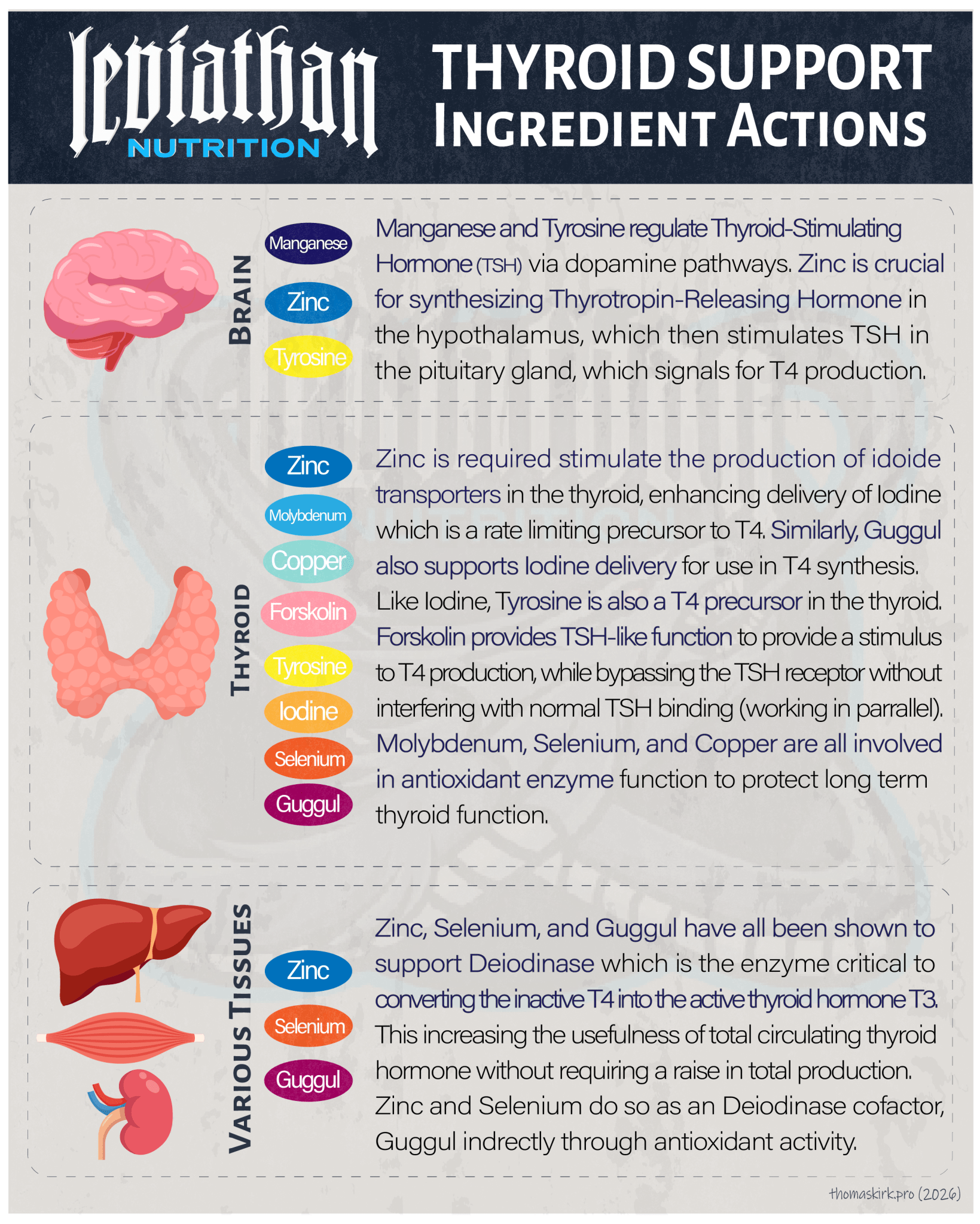 Thyroid Support // Thyroid and Fat Loss Support - Fat Burner - Strom Sports New Zealand