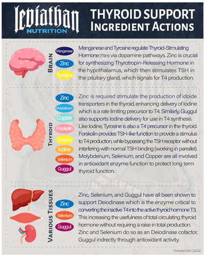 Thyroid Support // Thyroid and Fat Loss Support - Fat Burner - Strom Sports New Zealand
