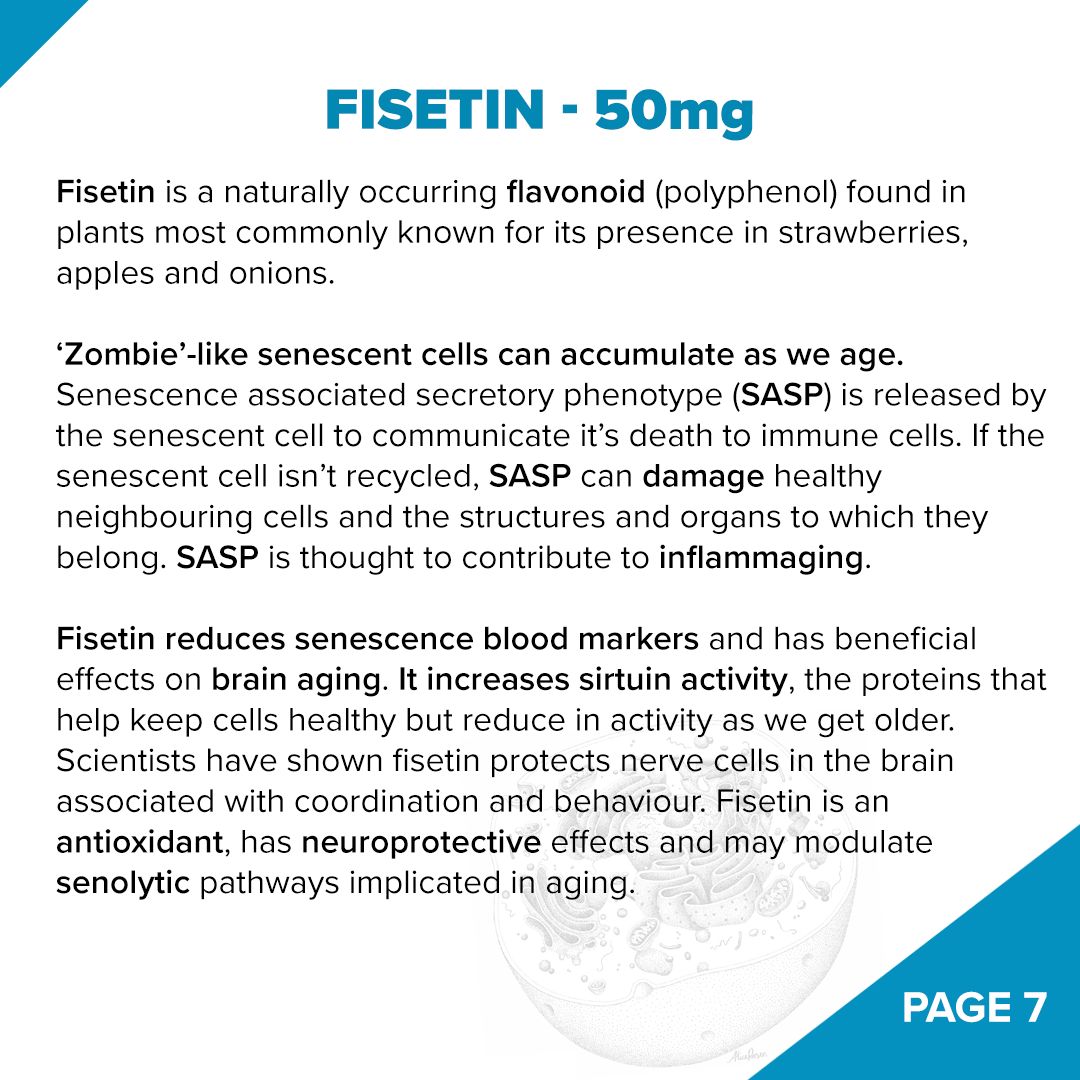 Fundamentum // NAD+ Antiaging - Nootropic - Strom Sports Nutrition